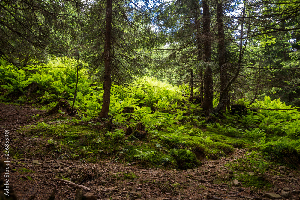 Fototapeta premium Allgäu, Wertacher Hörnle