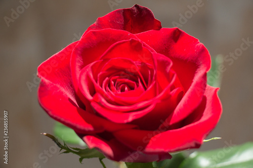 Red rose close up. Top view of red rose bud opening.