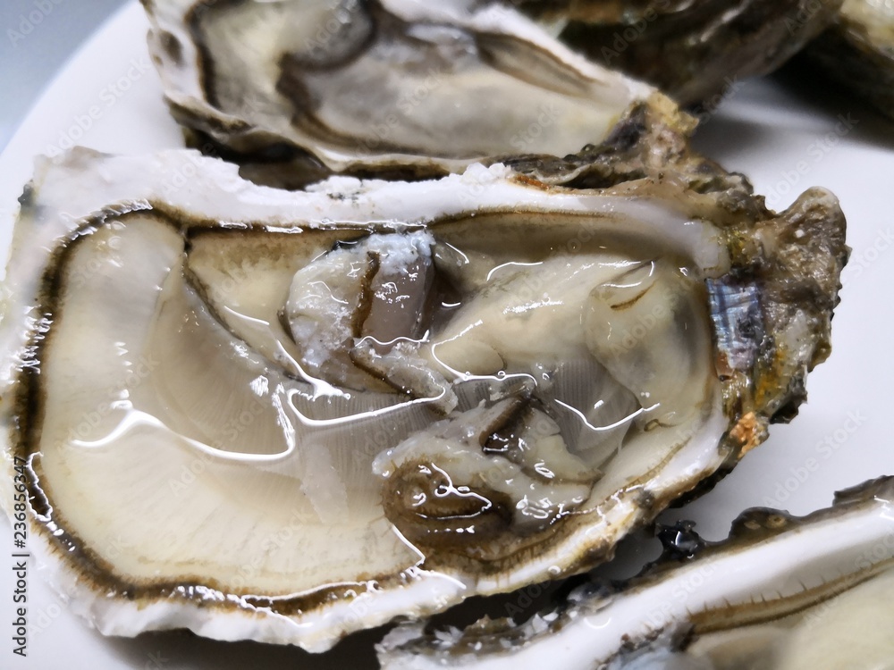 gros plan sur des huîtres