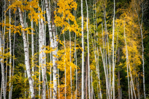 A grove of aspen trees with yellow fall foliage