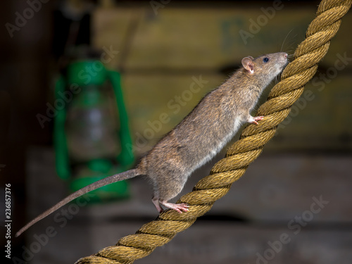Brown rat on walking on anchor rope