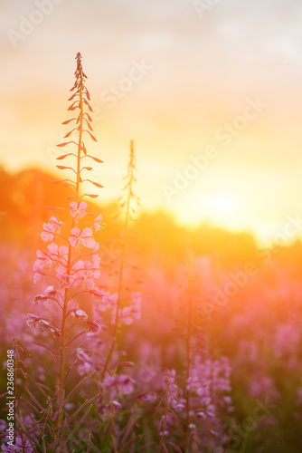 Ivan-tea, kiprei, epilobium, herbal tea on sunset field, close-up. photo