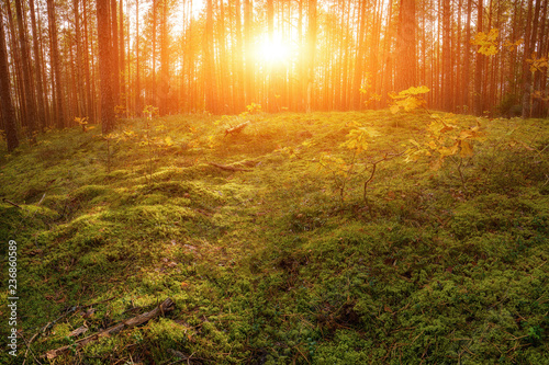 Lovely Sunset Behind The Forrest In Russia. Sunrise In A Forest, Sunbeams Through The Trees.