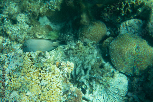 Underwater world landscape coral reef fishes wildlife marine life