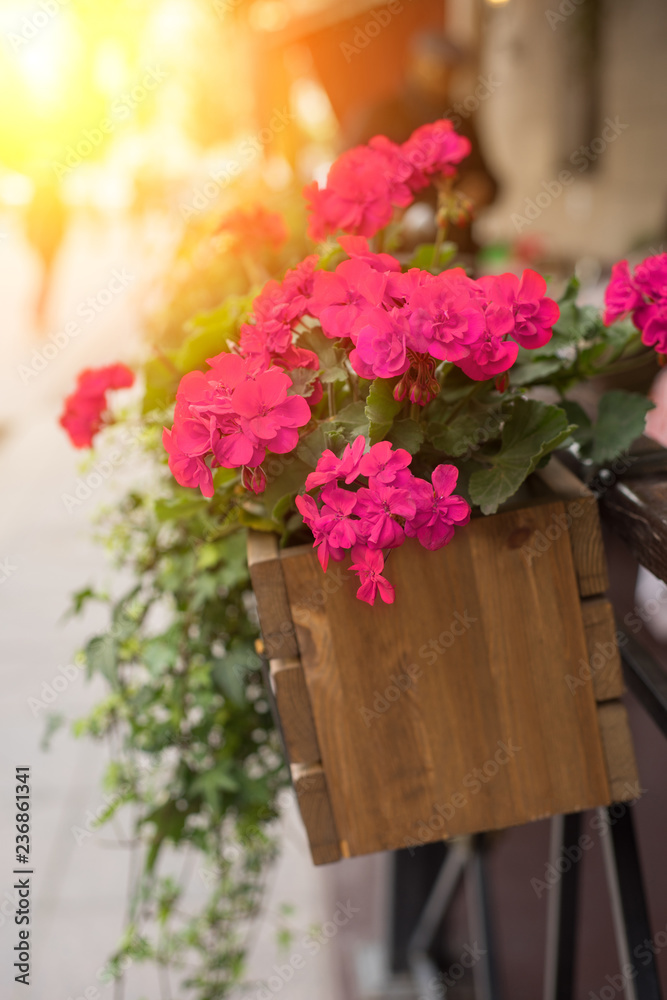Fototapeta premium Bright Pink Impatiens In Wooden Fower Pots With Yellow Sunlight.