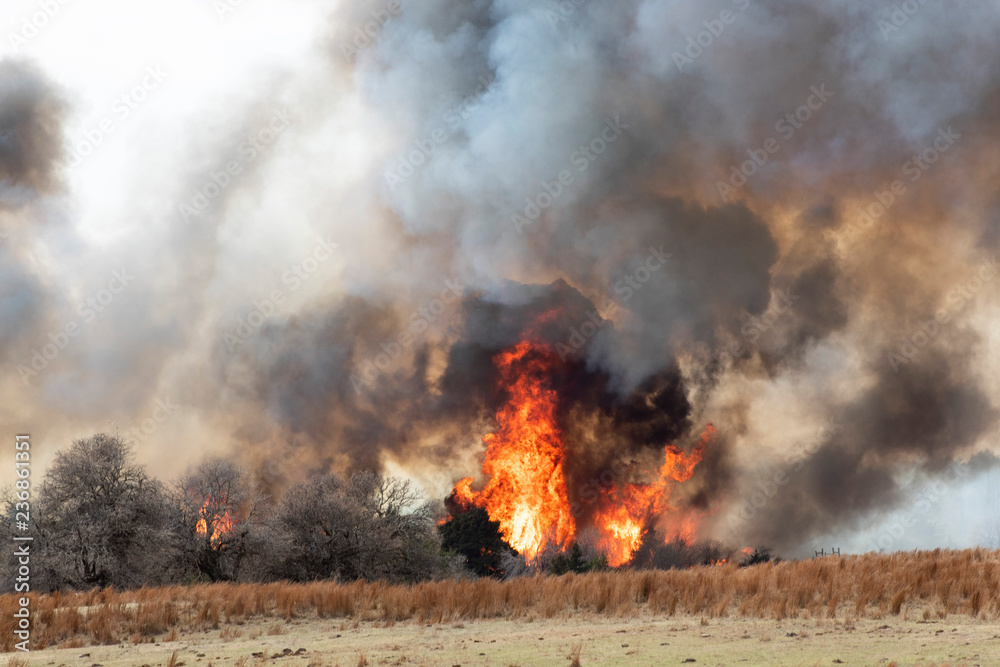 Naklejka premium Wildfire
