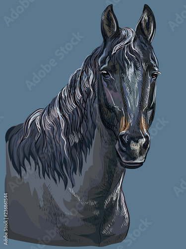Colorful hand drawing Horse portrait-9