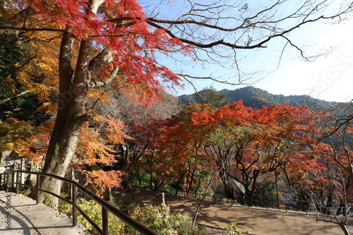 奈良県 長谷寺の紅葉
