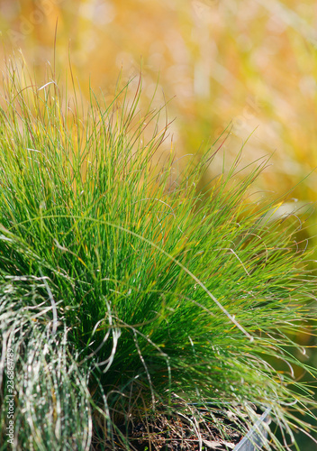 Festuca Walberla