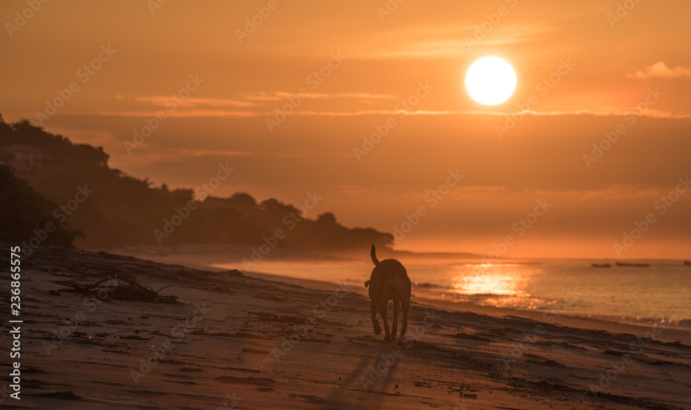 Lonely dog on empty beach in golden sunrise.  A lonely dog trots along an empty beach in early morning sunrise.