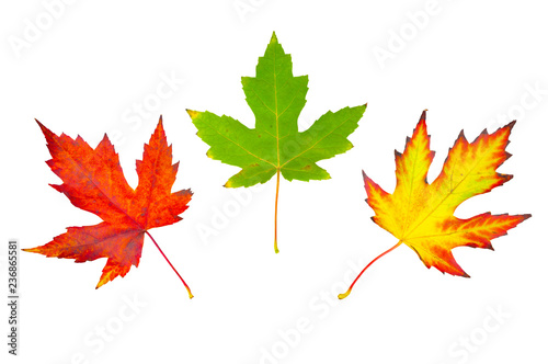 Three maple leaves of different colors, isolated on a white background