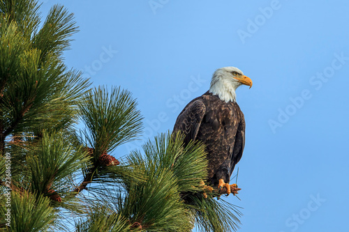 Eagle perched against a blue sky.