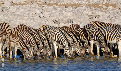 Zebras drinking at a waterhole, Etosha National Park, Namibia