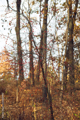 red berries on a tree in a forest in the winter photo