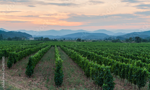 Obraz na płótnie vineyard in provence france w salonie