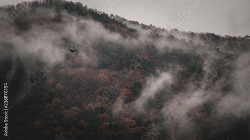 Eagle/vulture flies mountains cloud fog