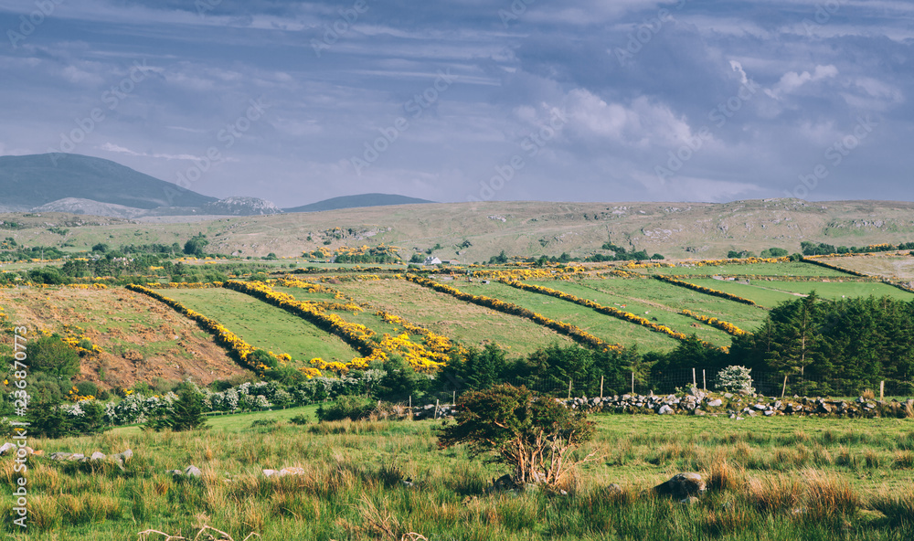 Naklejka premium Ireland green landscape