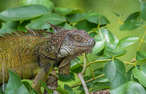 Green Iguana  (Iguana iguana) takes refuge on a tree branch, shelters from the heat of the sun.