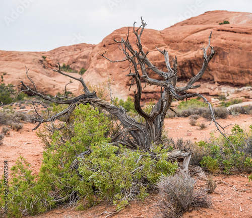 Dead tree in the desert