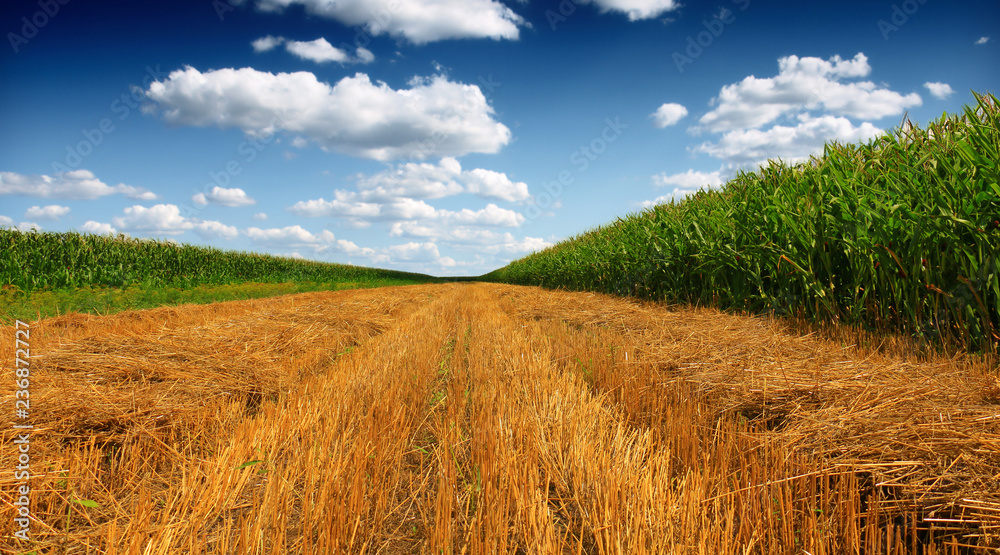 Obraz premium Stubble field after cutting grain and corn field