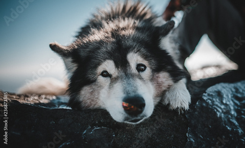 Wolf mix resting