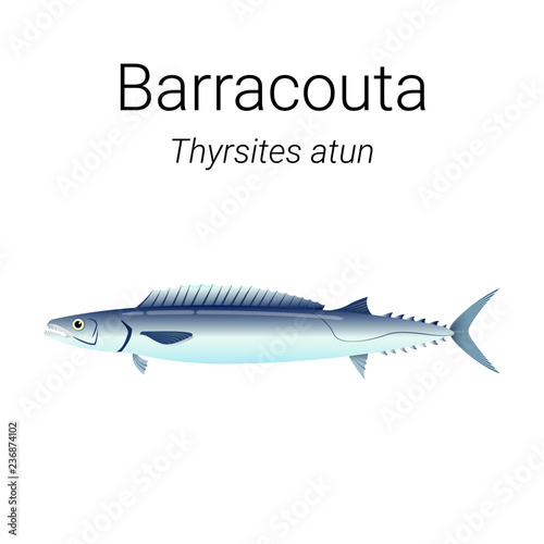 Barracouta - also known as the snoek is a tasty fish found in seas of Southern Hemisphere