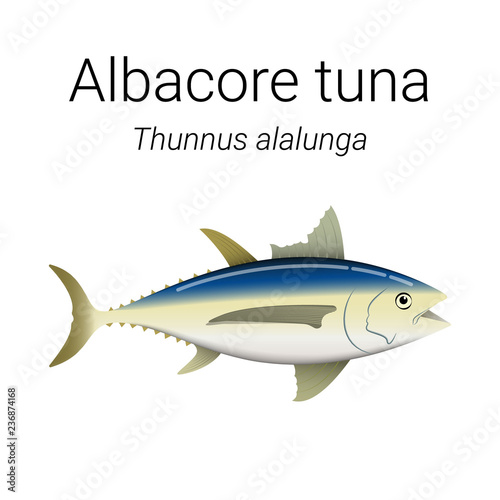 Albacore tuna - large migratory fish found throughout Pacific and Indian  Oceans illustration