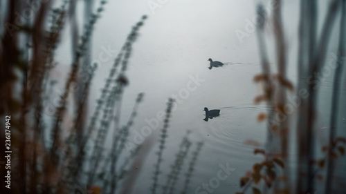 Ducks on foggy pond in morning