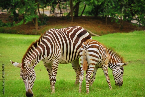 Two zebras are eating fresh green grass in meadow.
