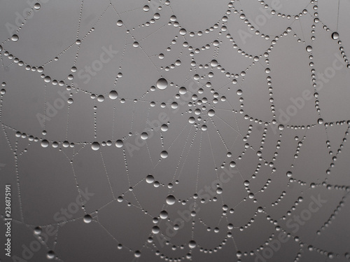 Dew on spiderweb in fog