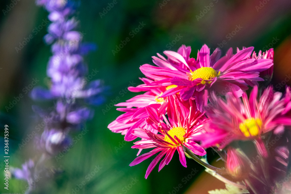 Obraz premium Beautiful Nature