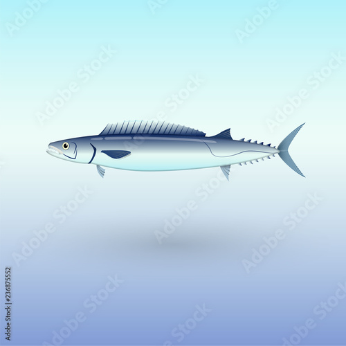 Barracouta fish illustration