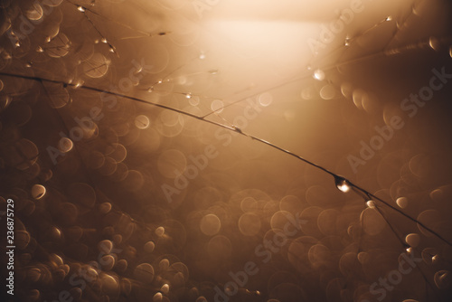 Misty morning bokeh lights