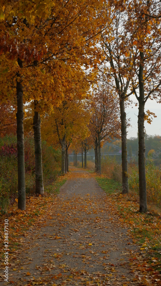 Obraz premium Herbst in der Natur