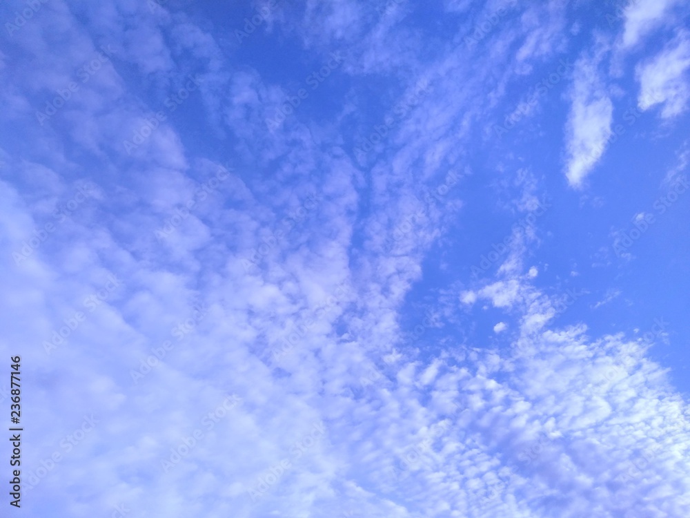 Obraz premium 早冬の鰯雲 鱗雲