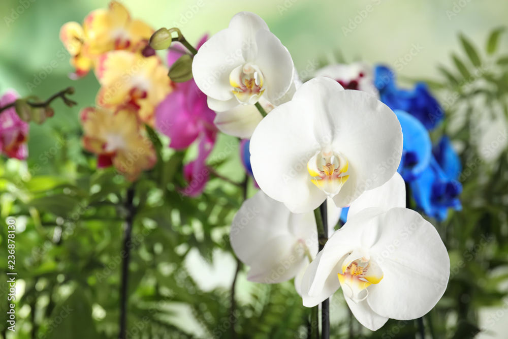 Beautiful tropical orchid flowers on blurred background Beautiful tropical orchid flowers on blurred background