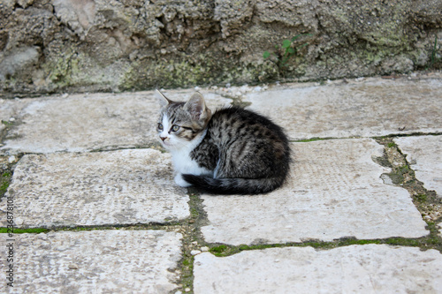 little fluffy kitty is sitting on the stone floor