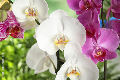 Beautiful tropical orchid flowers on blurred background