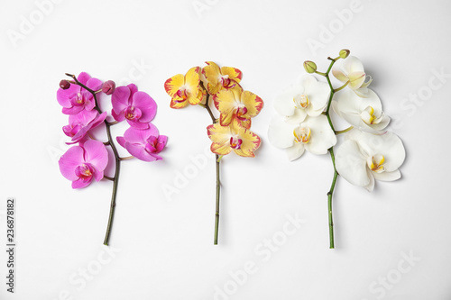 Fototapeta Naklejka Na Ścianę i Meble -  Branches with beautiful tropical orchid flowers on white background, top view