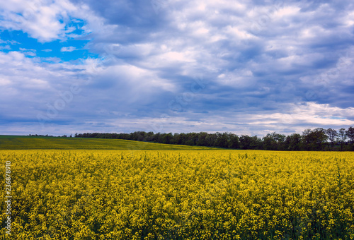 Canola field, landscape on a background of clouds. Canola biofuel.