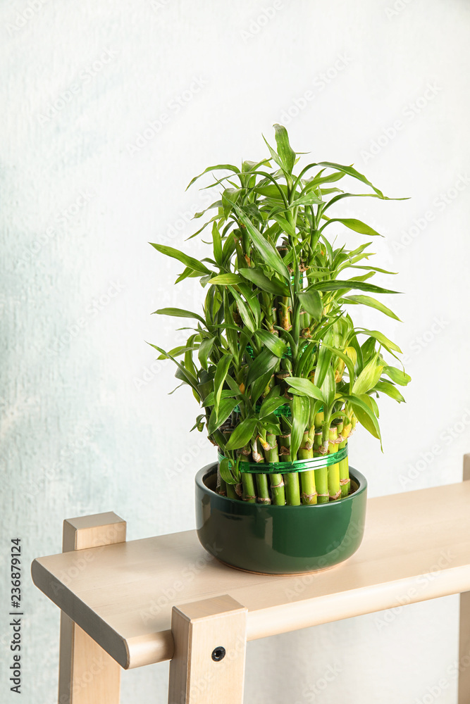 Green bamboo in pot on wooden stand Green bamboo in pot on wooden stand