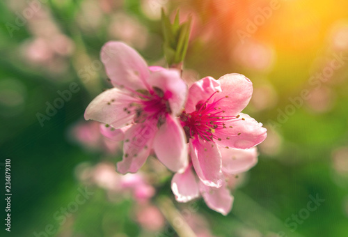 wild flowers sakura bush at suntet. © Lumppini