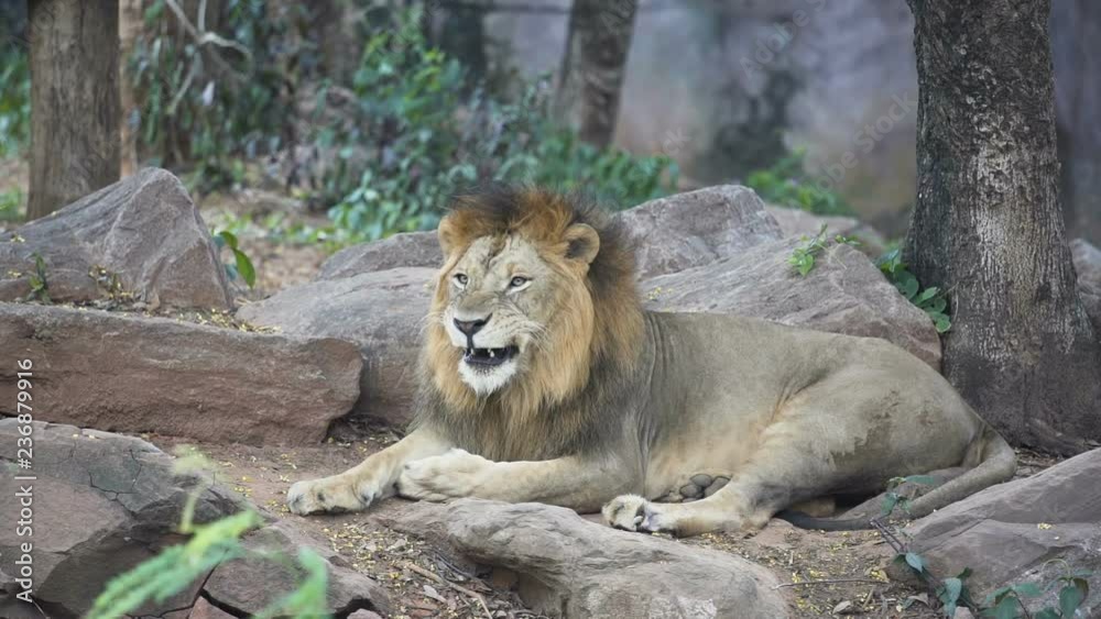 Slow motion,White male lion resting in the forest.
Slow motion,White male lion resting in the forest.
