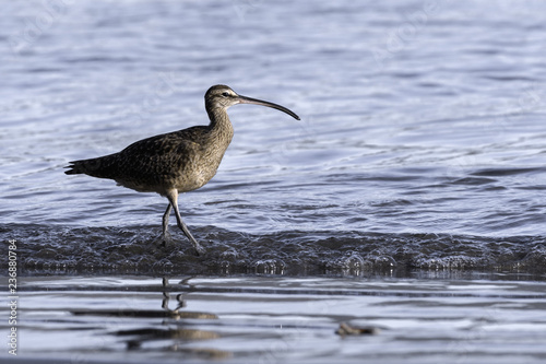 Close up of a Long-Billed Curlew hunting for breakfast along the shore in Guanacaste, Costa Rica © Tabor Chichakly