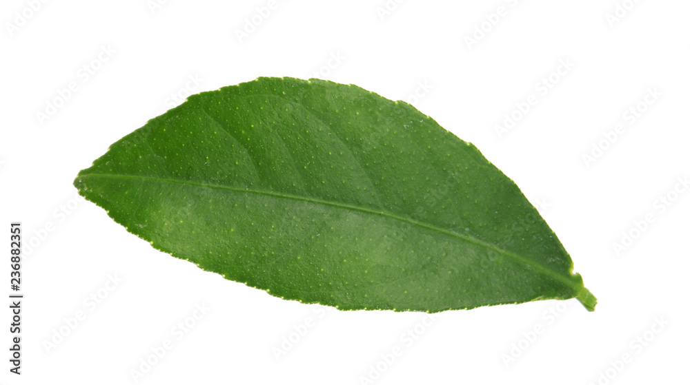 Fresh green citrus leaf on white background Fresh green citrus leaf on white background
