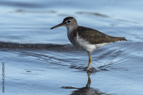 Curious young spotted sand piper hunts for breakfast on an early morning in Costa Rica
