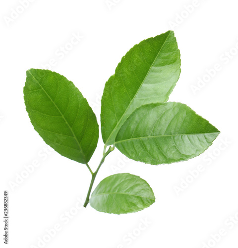 Fresh twig with green citrus leaves on white background