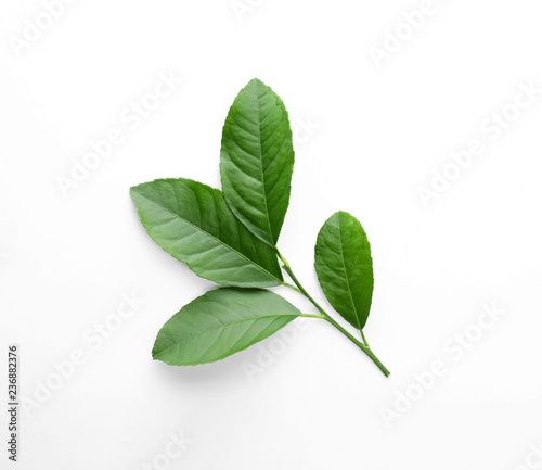 Fresh twig with green citrus leaves on white background, top view
