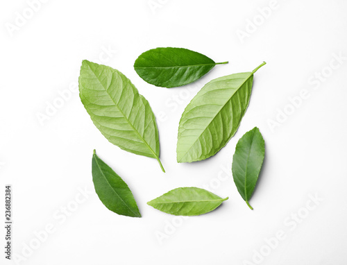Fresh green citrus leaves on white background, top view