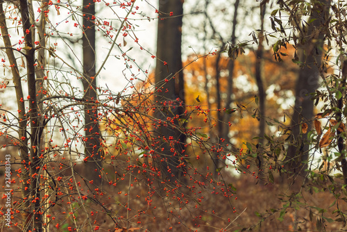 red berries on a tree in a forest in the winter photo